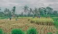 Pesona Tersembunyi Desa Wisata Brayut, Wisata Edukasi Seru di Lereng Merapi yang Bikin Ingin Kembali