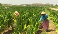 Cuaca Basah di Musim Kemarau Hambat Tembakau, Petani Rembang Diminta Siaga