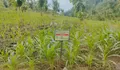 Miris!! Hasil Pesanggem Lebih Kecil Dibandingkan Setoran ke Perum Perhutani KPH Nganjuk