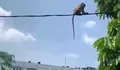 Ini Alasan Damkar Depok Gagal Tangkap Monyet Liar