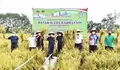 Gubsu Edy Optimis Bisa Penuhi Kebutuhan Benih Padi