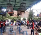 Ratusan Kicau Mania Ramaikan Kontes Burung Berkicau Bertajuk Bintang Shahana Cup 1 dan Berhadiah Motor