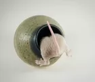 10 Kebiasaan Ini Dapat Mengundang Tikus Masuk Rumah