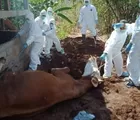 Warga Gunungkidul Terpapar Wabah Antraks Setelah Makan Sapi yang Sudah Dikubur 
