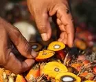 CPO Berkelanjutan Minim, Sertifikat RSPO Hanya 18%