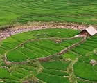 Soal Penyelamatan Kebun Kelapa, Eka Sastra: Kita Perlu Mencontoh India dan Bangladesh