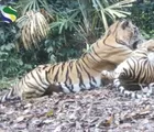 Menerabas Rimba TNBT, Menguak Misteri Bukit Harimau Sumatera!