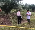 Ngeri! Tulang Belulang Manusia Ditemukan Berserakan di Kebun Sawit Riau
