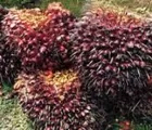 Petani Khawatirkan Harga TBS Terus Menurun