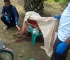 Seorang Nenek di Ujungbatu Tewas dengan Kepala Terpenggal
