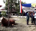 Polresta Pekanbaru Sembelih 26 Hewan Kurban