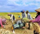Soal Ketahanan Pangan, Inilah Tekad Pemkab Rohil