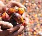 Harga Minyak Sentuh Titik Tertinggi