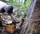 Harga Karet Tak Kencang Lagi