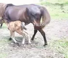 Baru Berusia Dua Setengah Hari, Seekor Anak Kuda Berlari Lincah
