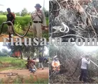 Ular Piton Panjang 4,5 Meter Mati di Lokasi Kebakaran Lahan