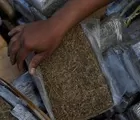 Polisi Gagalkan Peredaran 54 Paket Ganja Kering