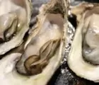 Potensi Kerang Tiram di Inhil Capai 750 Ton