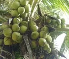 Harga Jual Kelapa di Inhil Masih Rendah