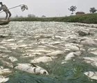 Diduga PT EMA Cemari Lingkungan, Ratusan Ikan Mati