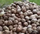 Selamatkan Petani, Pusat Diminta Atur Harga Kelapa di Inhil