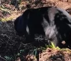 BBKSDA Riau Selamatkan Beruang Madu Terjerat di Kebun Warga