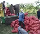 Aparat Polsek Rupat Amankan 3 Ton Bawang Merah yang Disimpan di Dalam Semak-semak