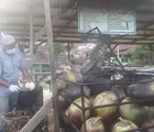 Menikmati Kelapa Muda Bakar Dipadu Bahan Rempah-rempah Alami