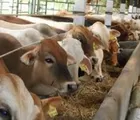 Tingkatkan Produksi Sapi, Pemkab Inhil Terapkan IB