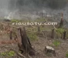 Hutan Riau Tersisa 1 Juta Hektare