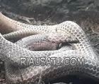 Ular Kobra Ditemukan di Lokasi Kebakaran Lahan