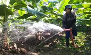 Pengalaman Sebagai Anak Pedagang Pisang, Warga Cibangkong Banyumas Kembangkan Budi Daya Pisang Cavendish