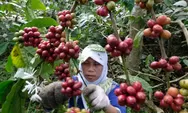 Produktivitas Kopi Temanggung Naik Lebih 20 Persen