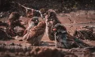 Fenomena Langka Matinya Ratusan Burung di Indonesia dan Inggris Italia