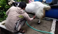 Bermanfaat untuk Pernafasan, Pesanan Susu Kambing Etawa Membludak Saat Pandemi Covid-19