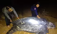 Fenomena Langka. Penyu Belimbing yang Dikenal Terbesar di Dunia, Muncul di Pesisir Pantai Paloh
