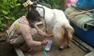Produksi Susu Kambing di Era Pandemi, Ubah Kesulitan Jadi Penghasilan   
