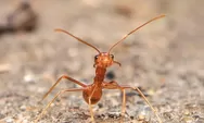 5 Bahan Alami yang Dapat Digunakan untuk Mengusir Semut di Rumahmu