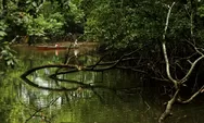 Kantongi Tiga Penghargaan Emas ISDA, PT Indocement Terus Kembangkan Hutan Wisata Mangrove  