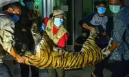 Terkena Jerat Selama 5 Hari Seekor Harimau Sumatera Tewas