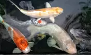 Berikut Kebutuhan Asupan Nutrisi Ikan Koi, Lemak Paling Penting