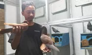  Hobi Bawa Rezeki, Warga Jogja Sukses Ternak Merpati Kolong, Segini Harga Anakan yang Tergolong Fantastis