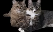 18 Tanda-Tanda Kucing Sakit, Waspada Jika Ada Tanda-Tanda Ini Pada Kucingmu di Rumah!