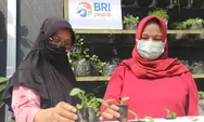 BRI Berdayakan Ibu-ibu di  Sleman Produksi Hidroponik, Jualan di YouTube