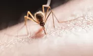 6 Cara Usir Nyamuk yang Mudah dan Efektif! Nyamuk Pergi, Kesalpun  Hilang!