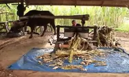 Uniknya Pembuatan Gula Tebu Tradisional di Puncak Lawang Kabupaten Agam 