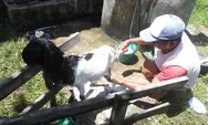 Kambing Perlu Mandi Rutin, Ini Manfaatnya yang Bisa Datangkan Keuntungan Berlipat untuk Peternak