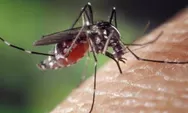 Pasien Penyakit DBD Kini Bertambah Drastis di Indonesia