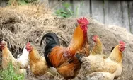 Harga Ayam Naik Hingga Rp 43 RIbu,  Omset Pedagang Turun Drastis