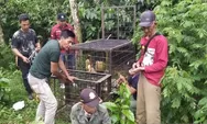 BKSDA Pasang Kamera dan Perangkap Beruang di Pagar Alam